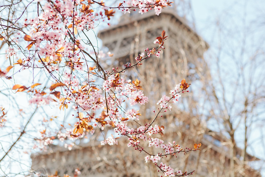 Cherry blossoms Eiffel Tower
