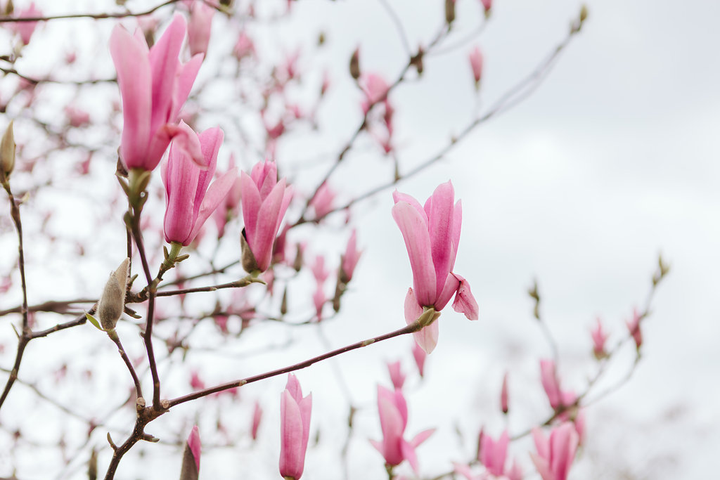 magnolias in Eiffel Tower