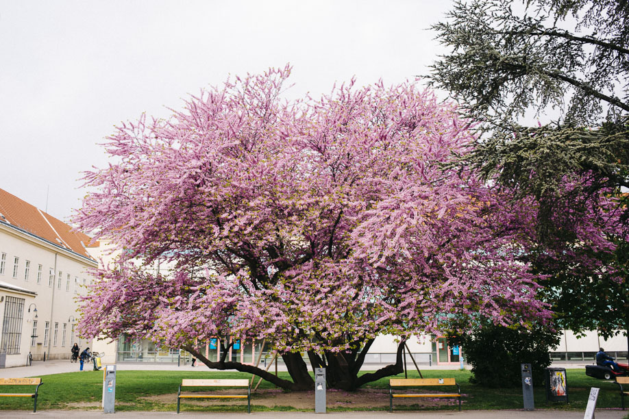 University Campus Vienna 