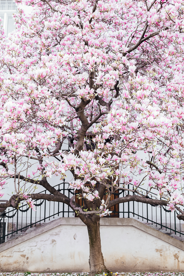 Vienna in April - flowers and springtime The Viennese Girl blog