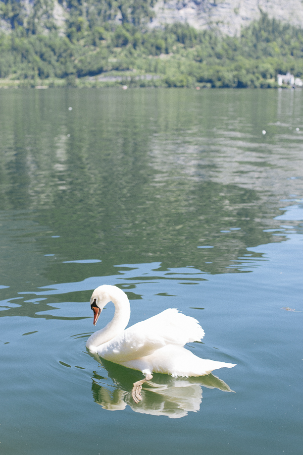 Visit Hallstatt with Vienna Sightseeing