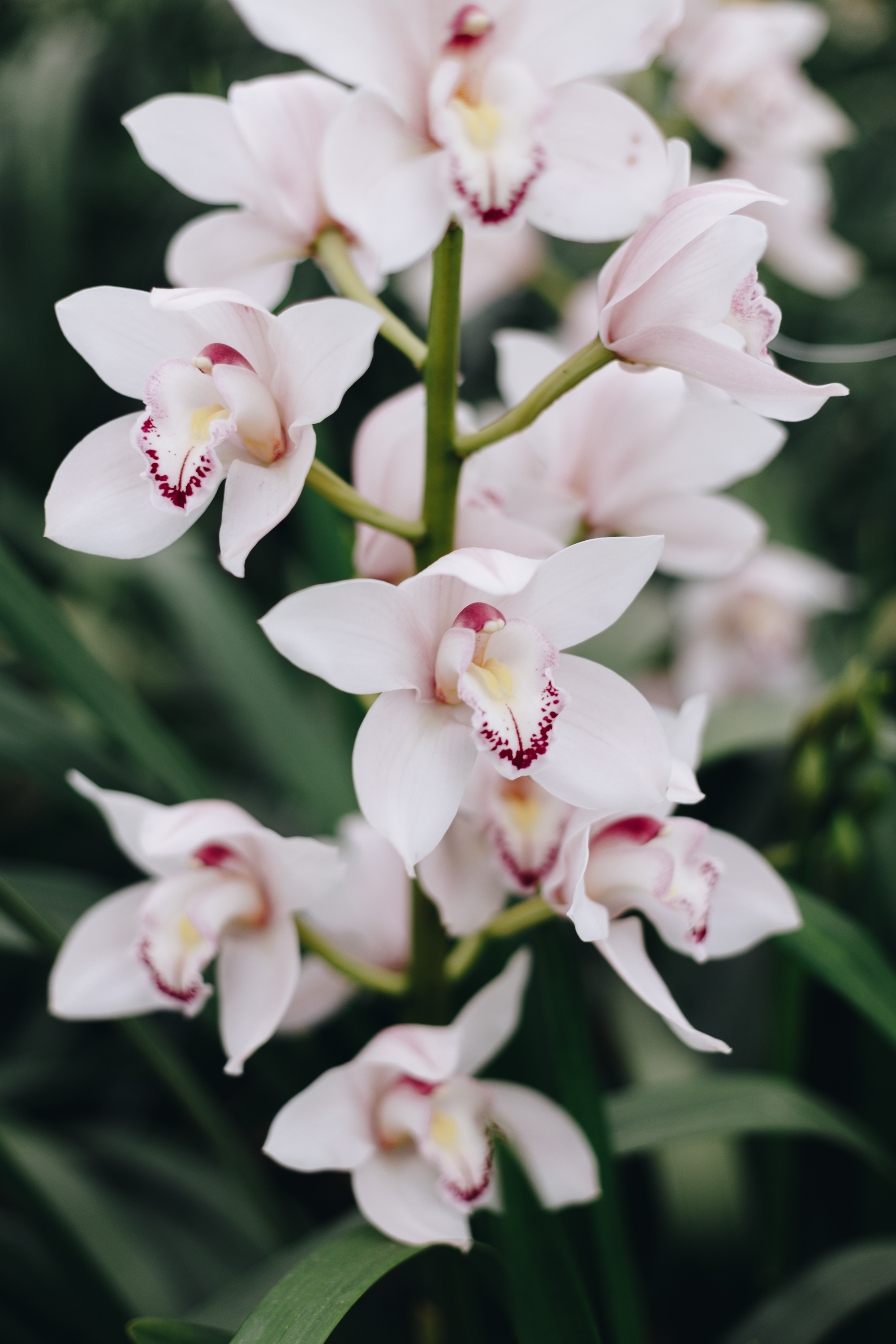 samos island orchids