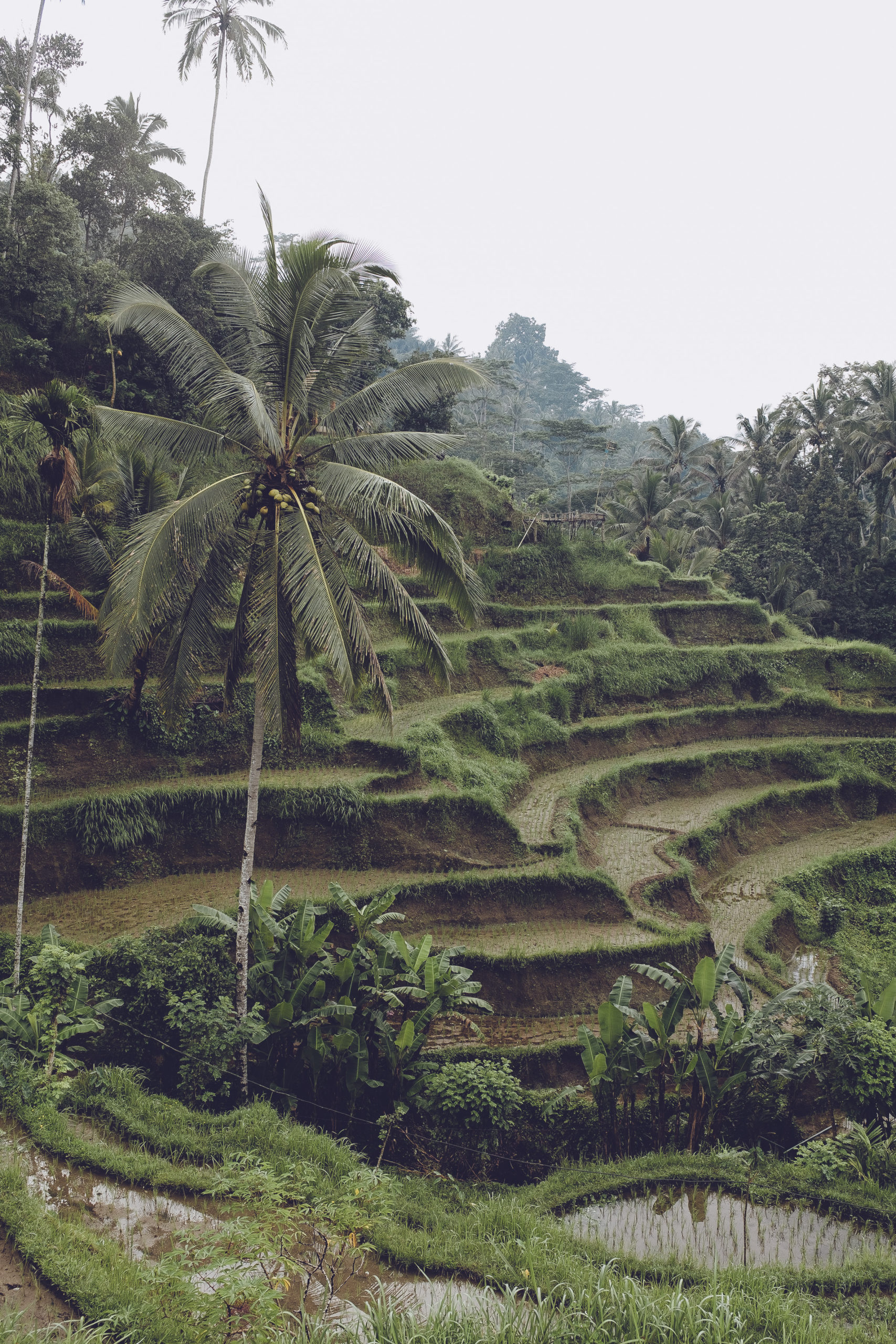 Tegallalang Rice Terrace