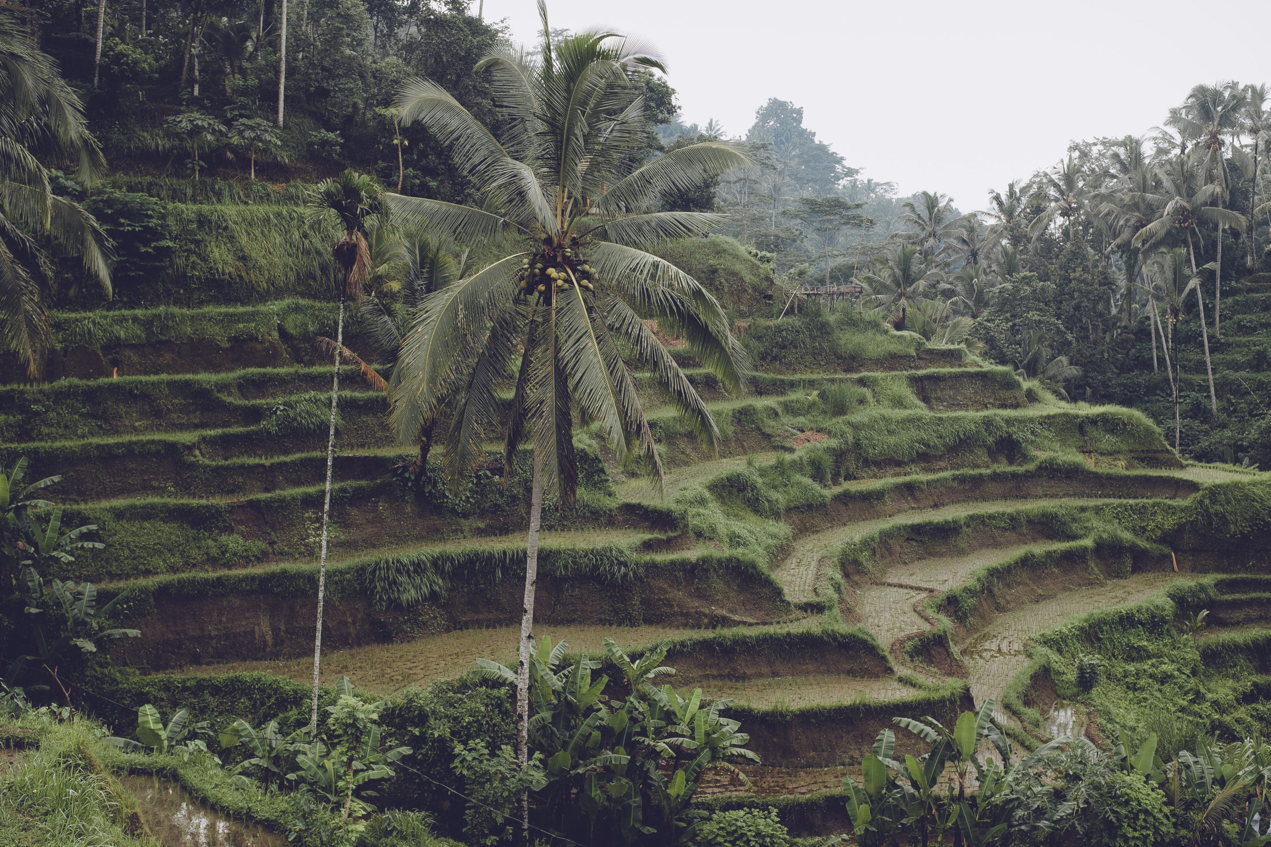 Tegallalang Rice Terrace