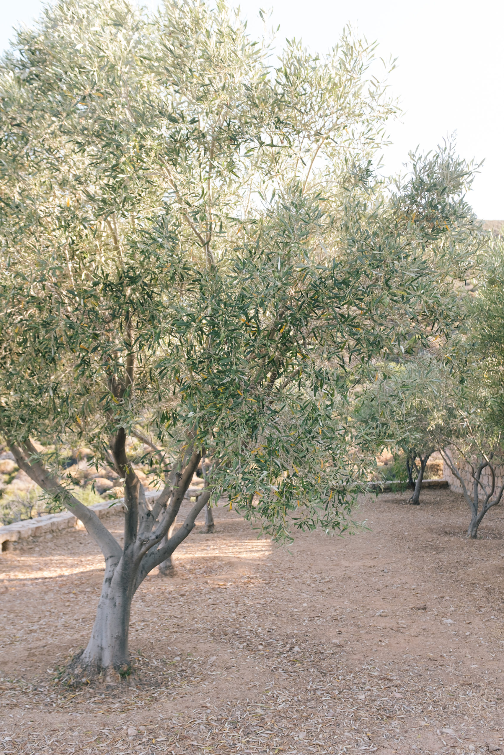 boutique resort hotel in Patmos