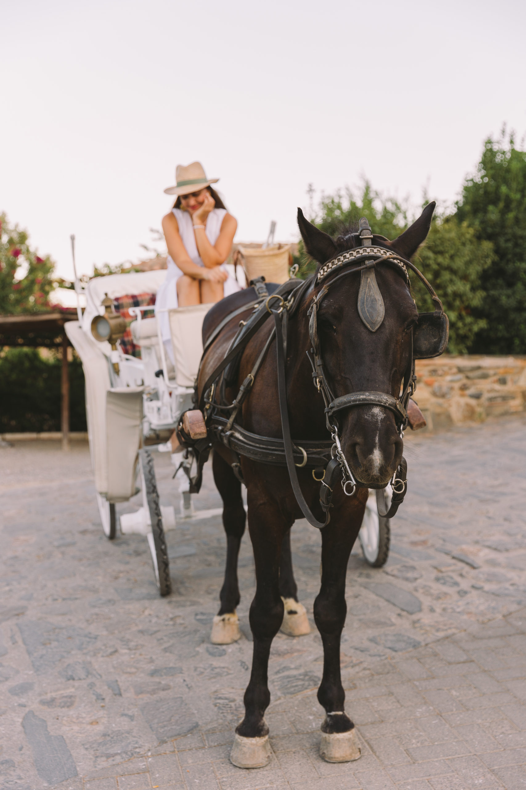 Horses photography