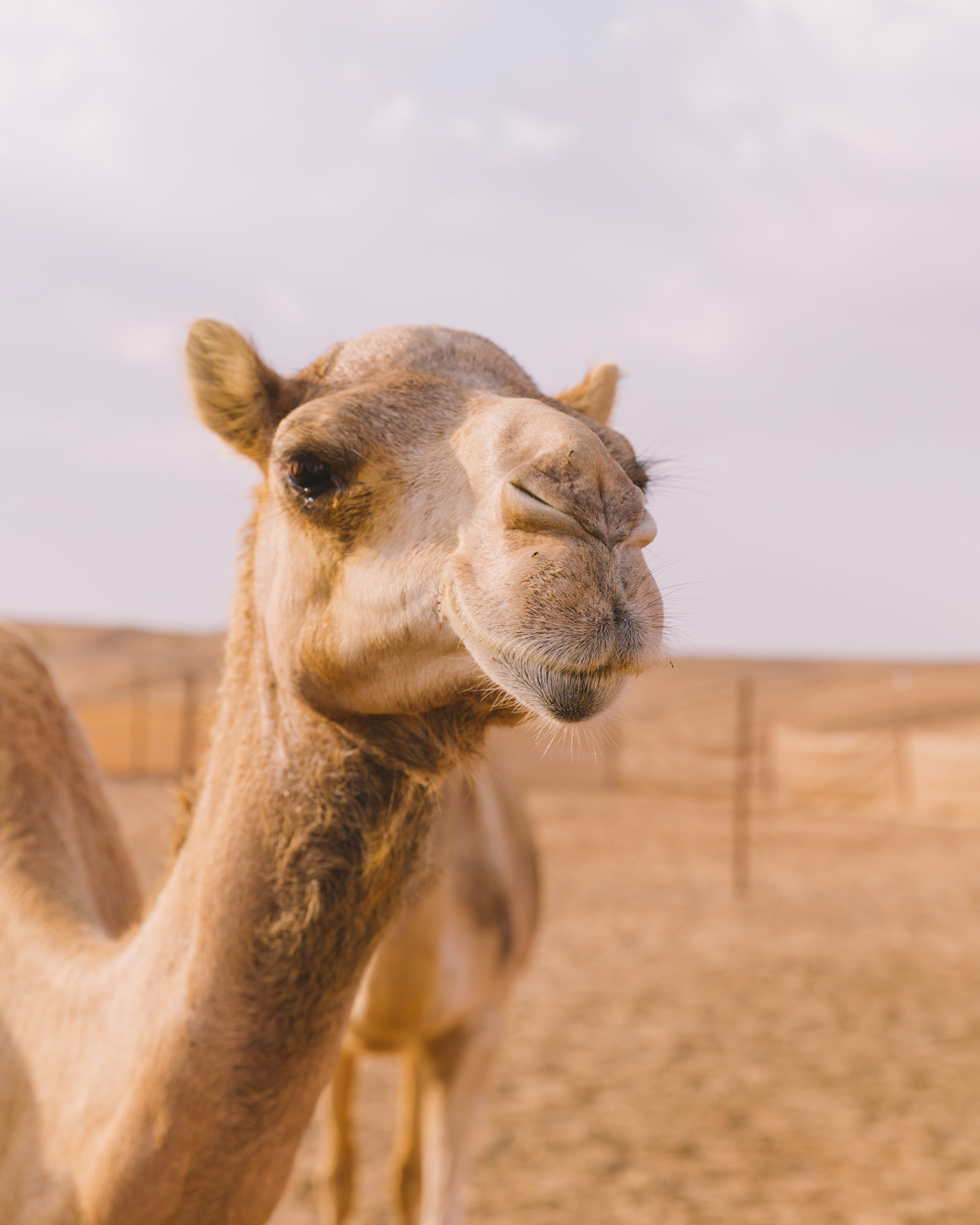 camel in the desert 