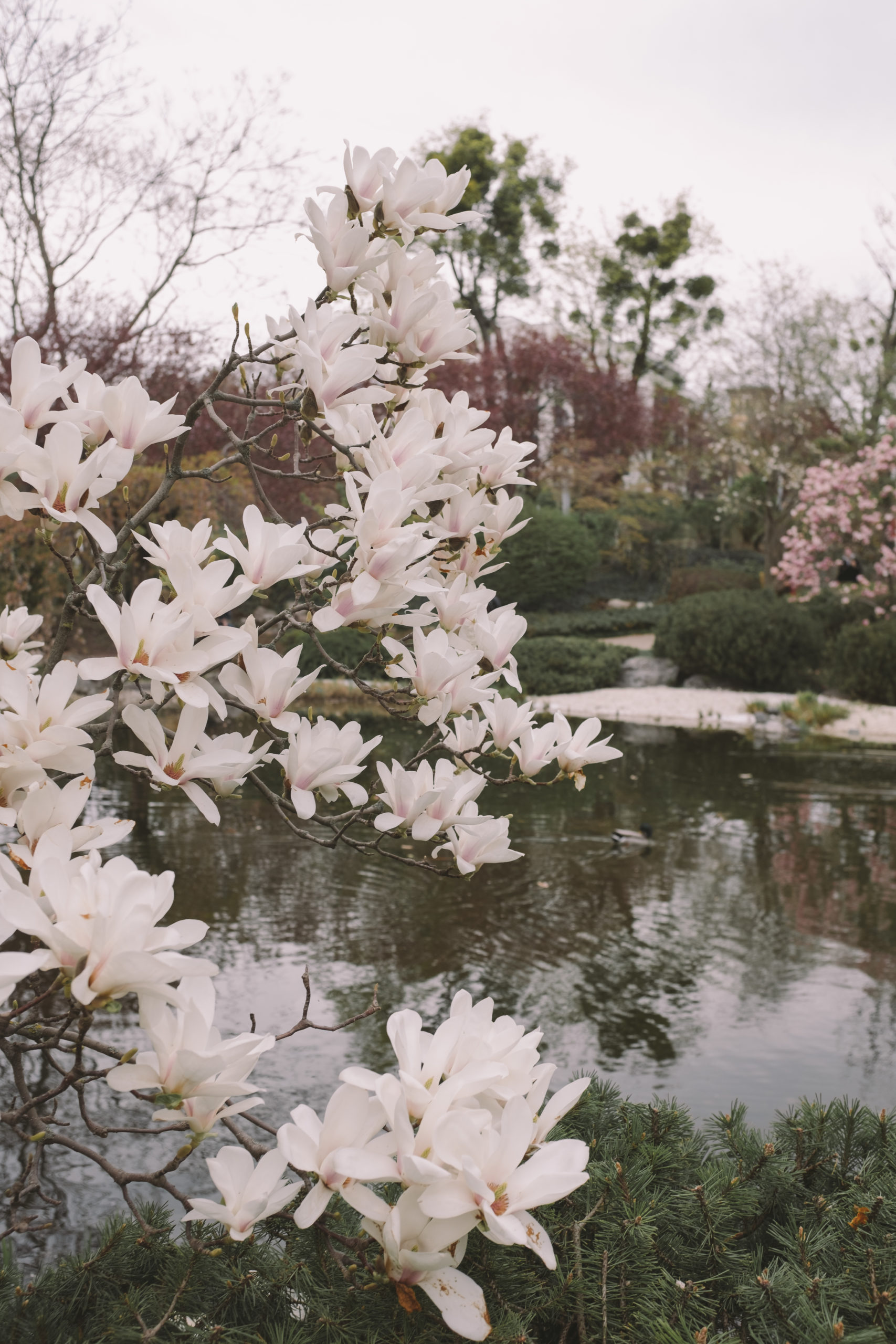 Japanese garden with a fish pond & cherry blossoms in Vienna