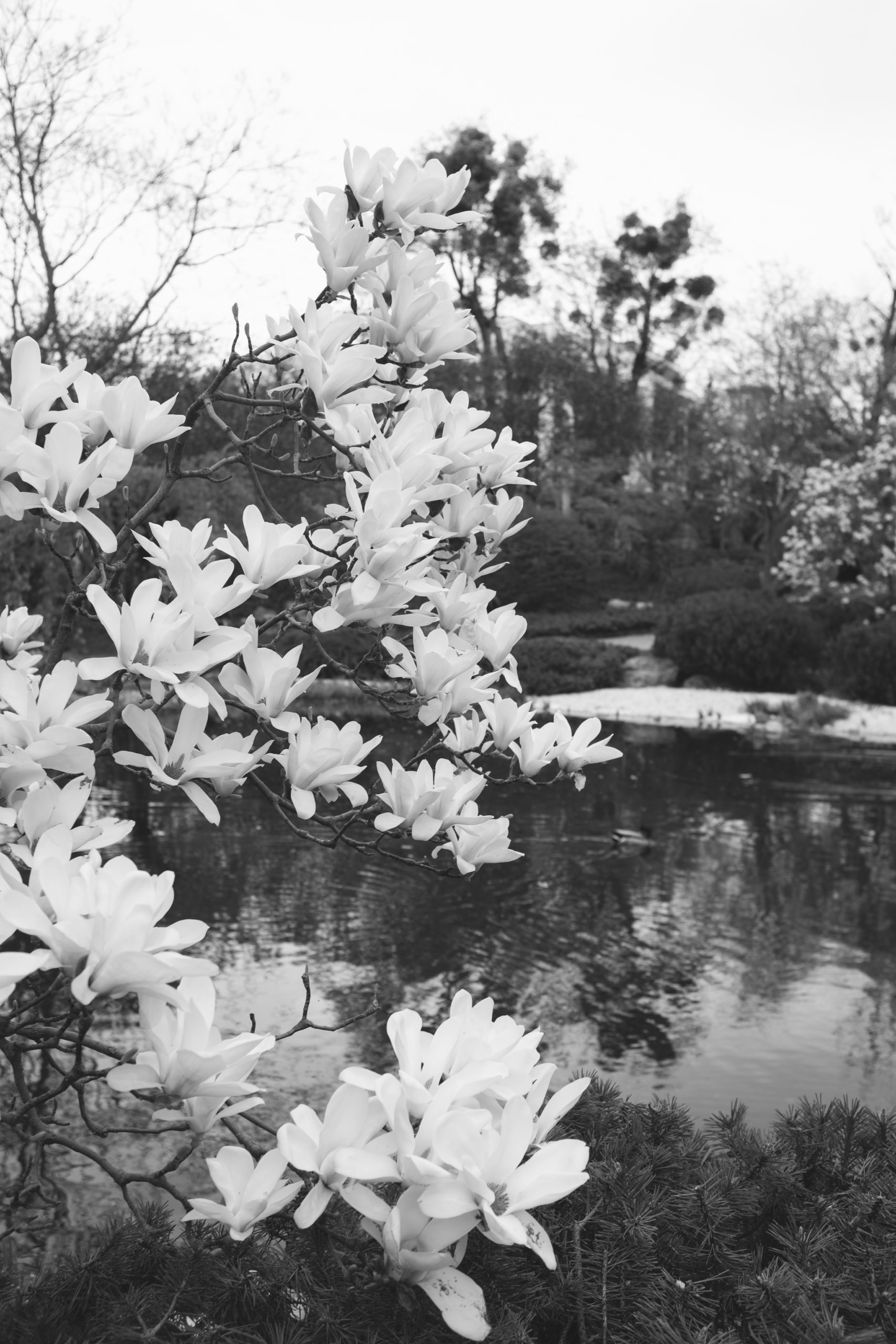 Setagaya Park