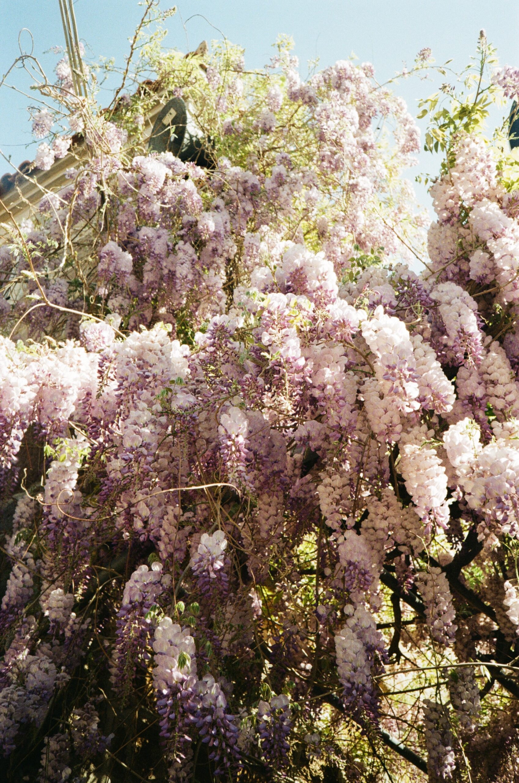 Mitilini travel guide - trip to Lesvos island